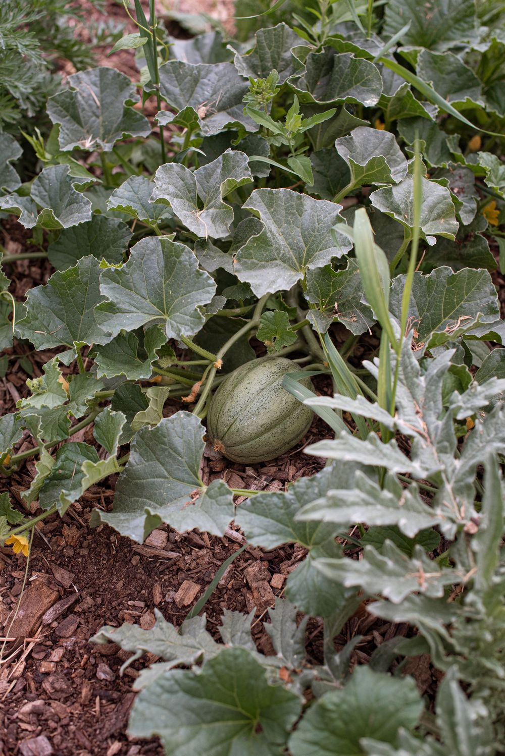 crops almost ready to be harvested in southern idaho