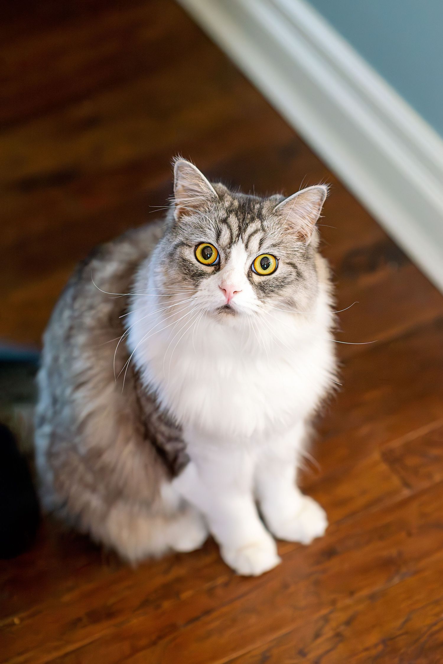 A fluffy white and grey cat with bright yellow eyes sits attentively on a wooden floor looking up at the camera.