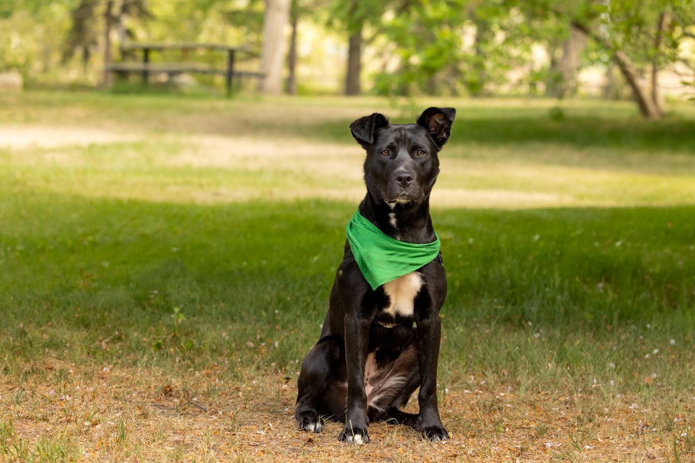 A black Labrador dog sits attentively on green grass in a park setting during a sunny day.