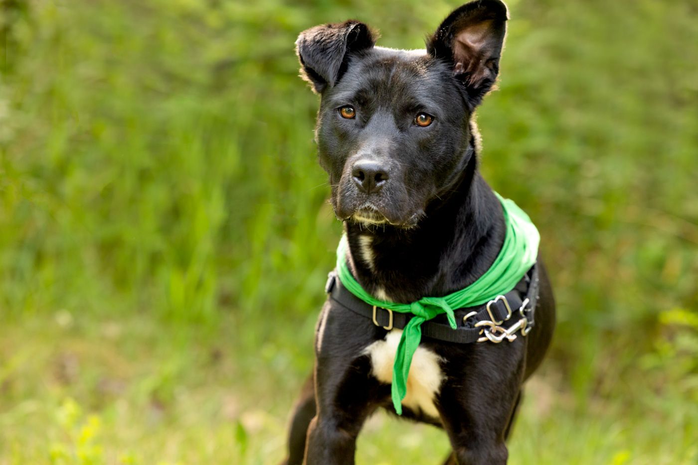 Black dog wearing a bright green harness plays in a grassy field on a sunny day.