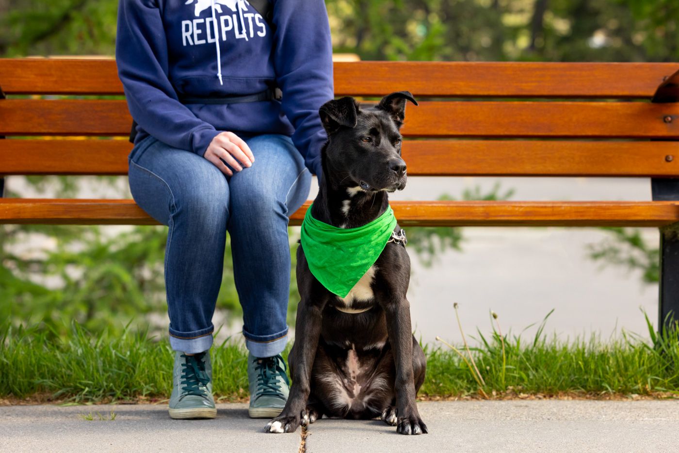 Black dog wearing bright green bandana sits attentively on park bench next to someone in blue sweatshirt.