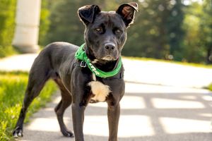 Black puppy with green collar explores sunny outdoor path during a summer day.