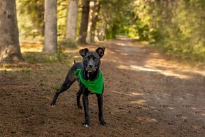 Black dog wearing a bright green vest stands alert on a forest trail with sunlit trees in the background.