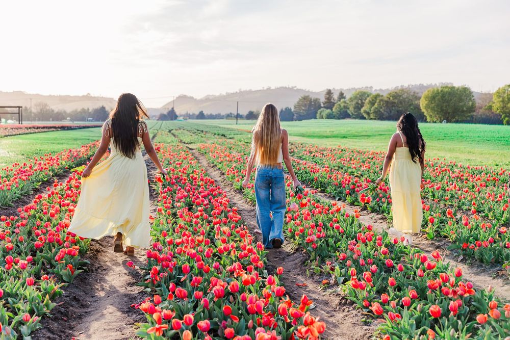 Three people walk through vibrant rows of red tulips in a spring flower field during sunset.
