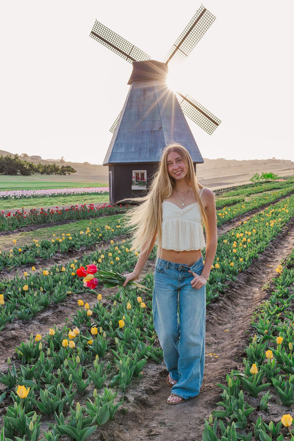 A colorful tulip field with a traditional wooden windmill in the background as sun rays peek through the blades.