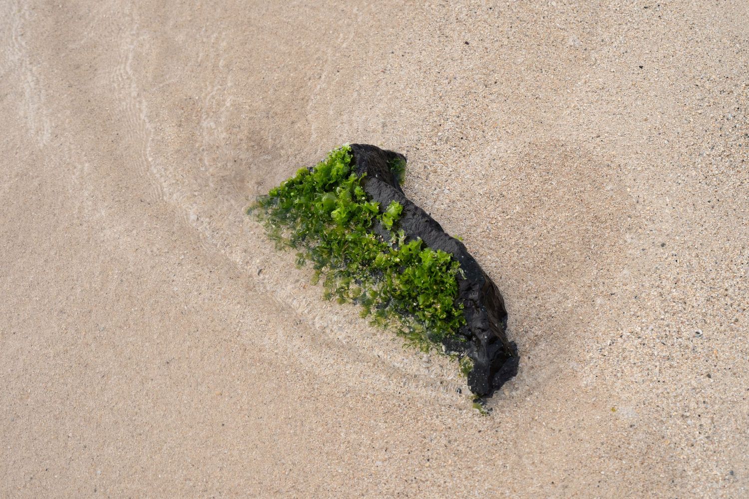 A black rock on a sandy beach. The rock is covered in small green plants as a stream of water pulls away from it. Photo by Jessica Rix.
