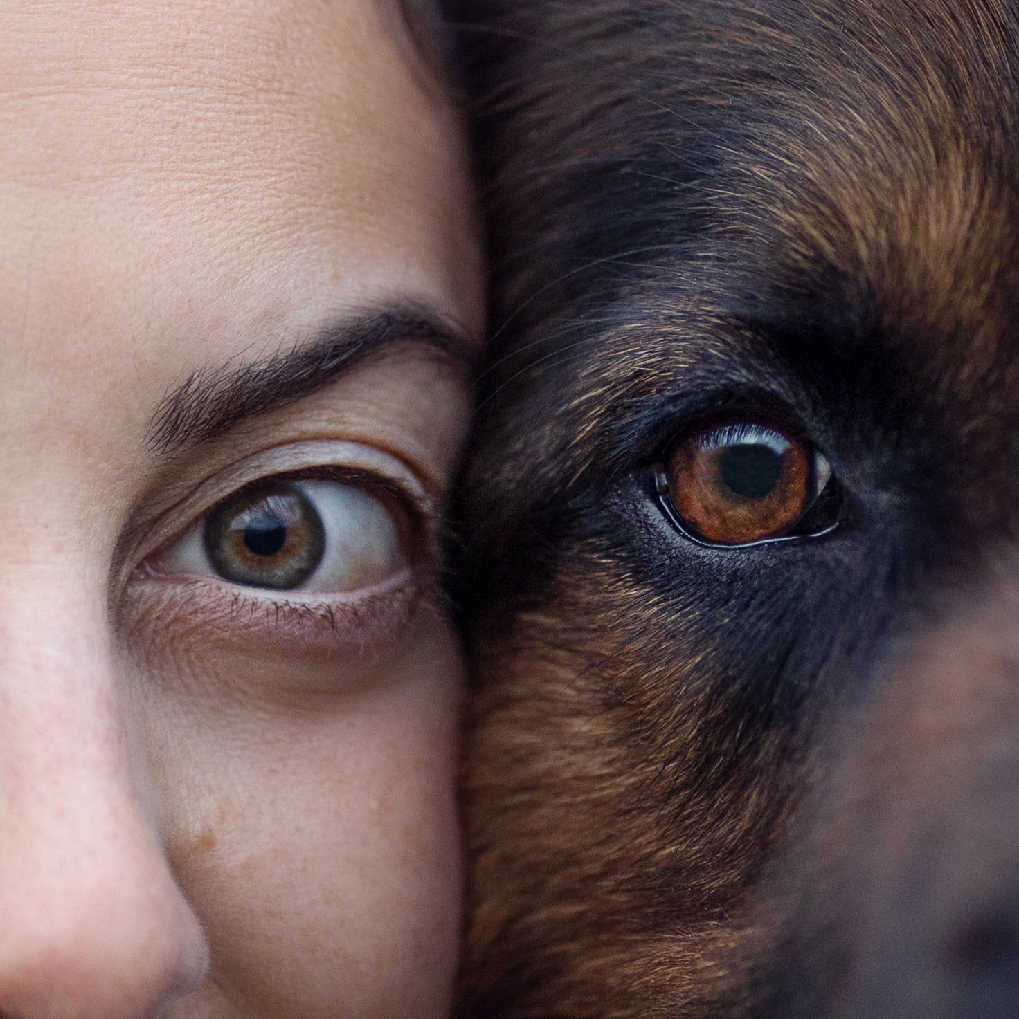 Closeup artistic photo showing half of a human face merged with half of a dog's face in a symmetrical composition during a sydney photoshoot