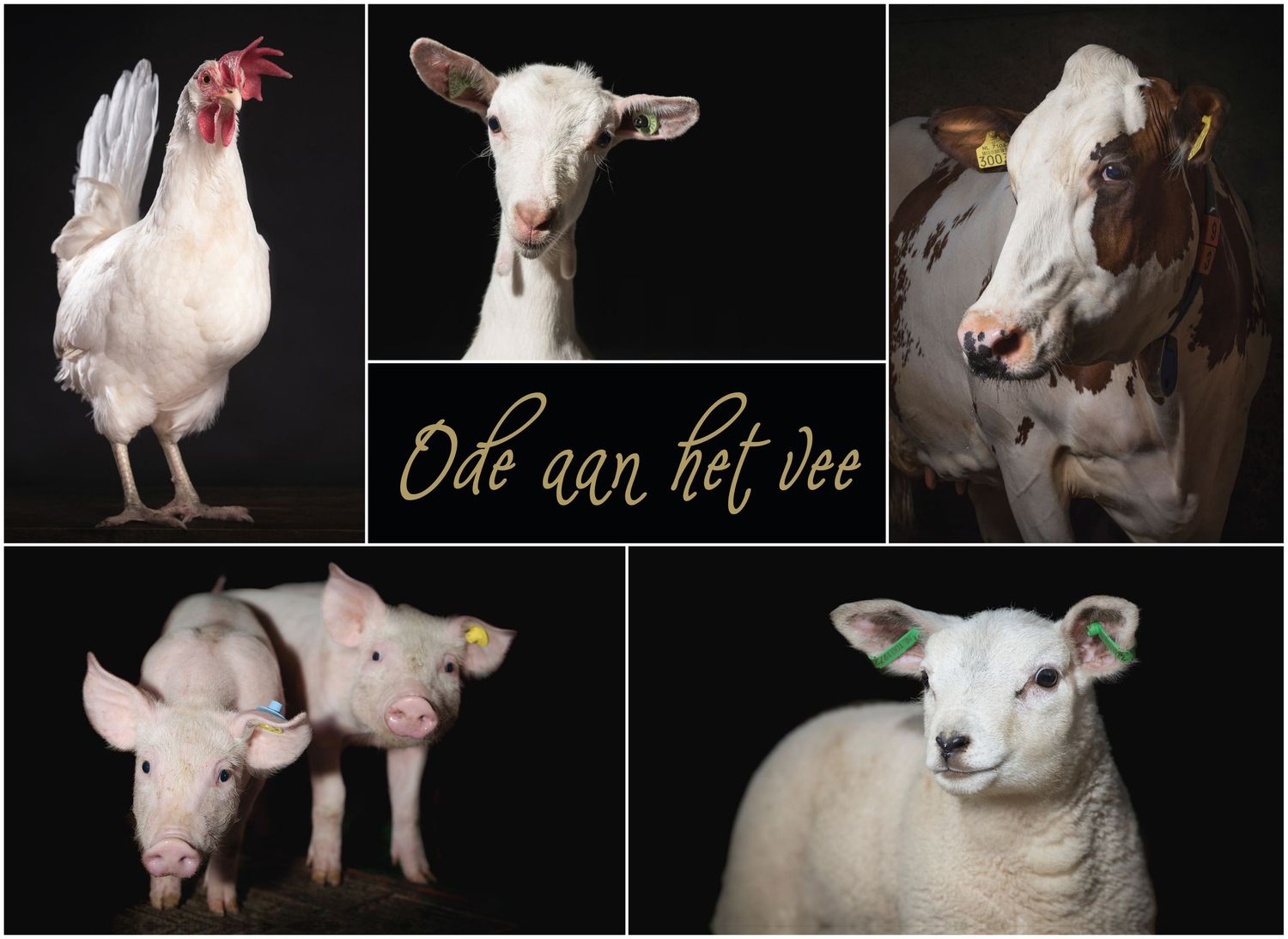 Collection of white animals including chickens, pigs, and a dog against dark backgrounds.