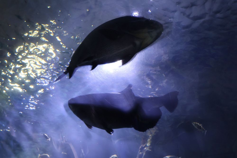 Aquarium photo.