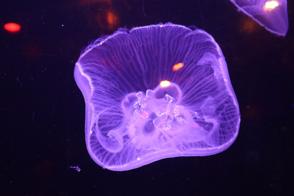 Aquarium photo.