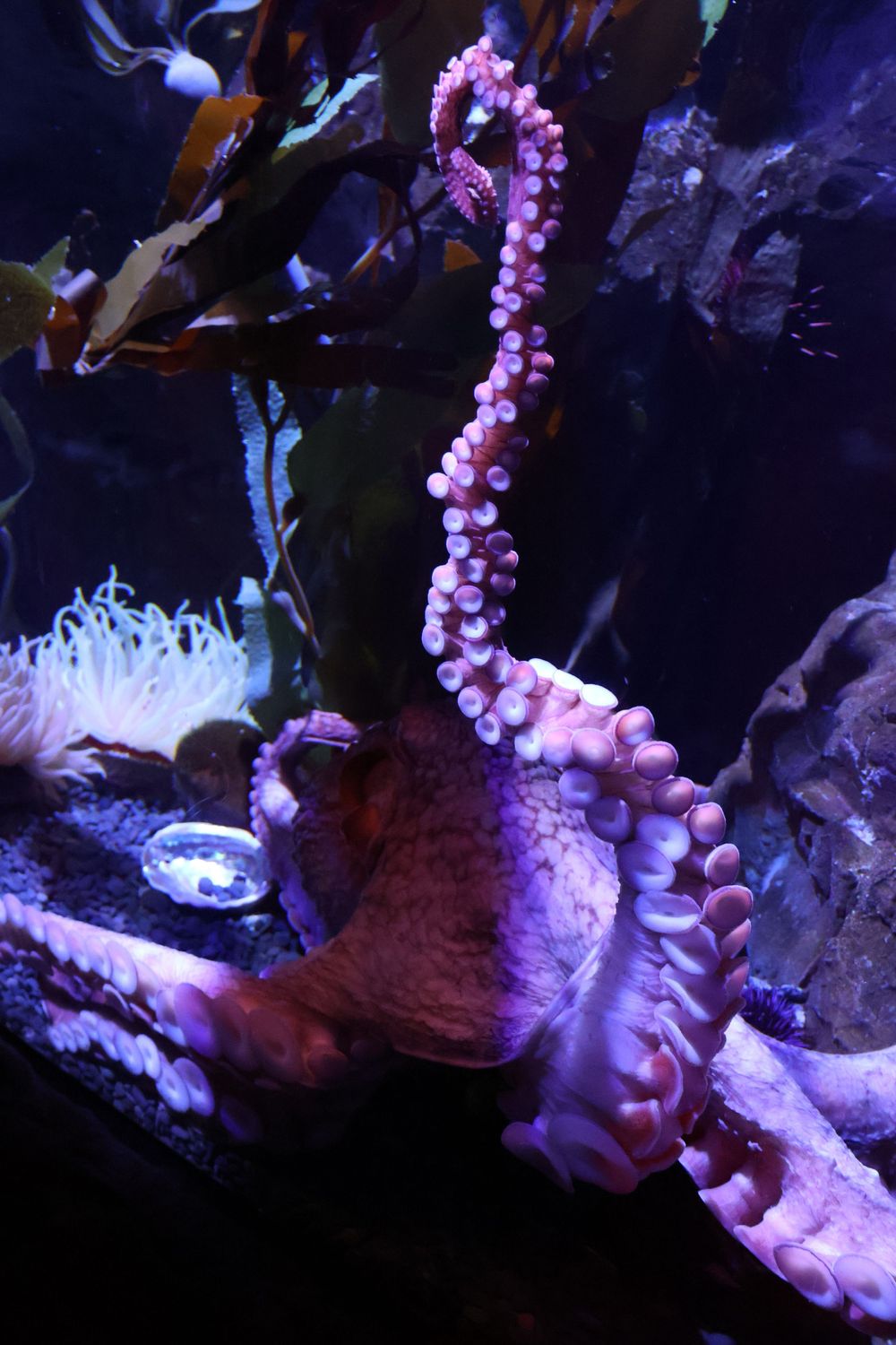 Aquarium photo.