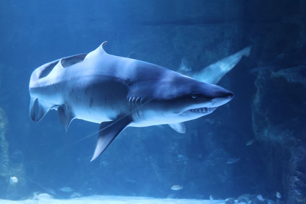Aquarium photo.