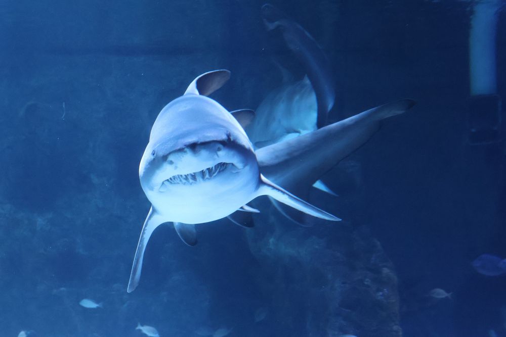 Aquarium photo.