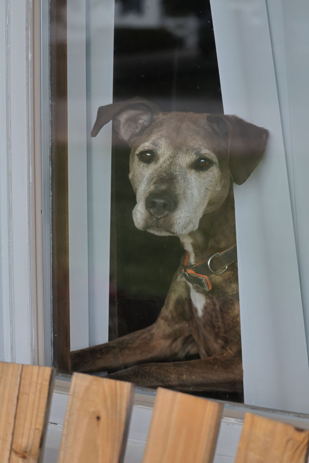 Pet portrait.