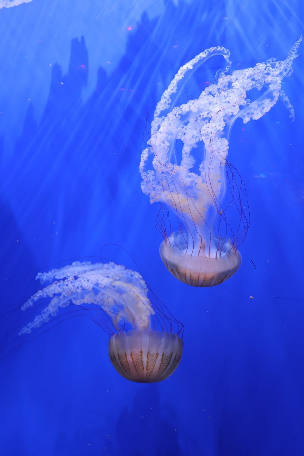 Aquarium photo.