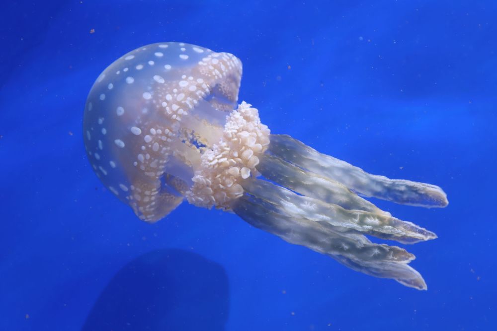 Aquarium photo.