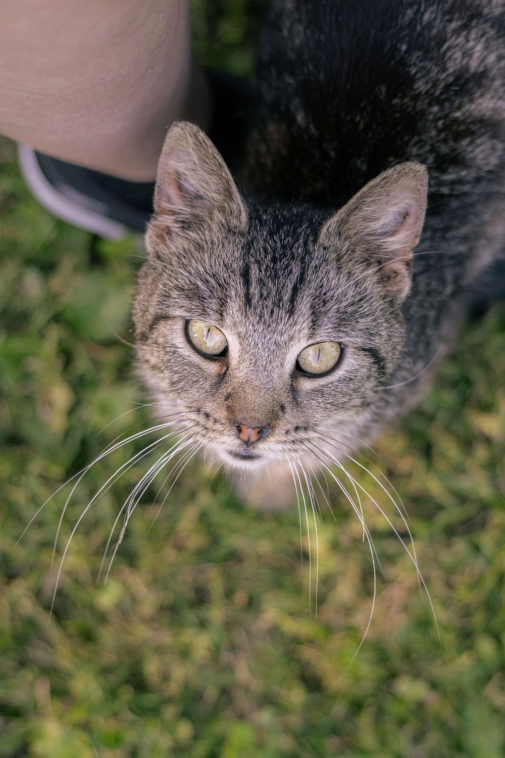 Pet portrait.