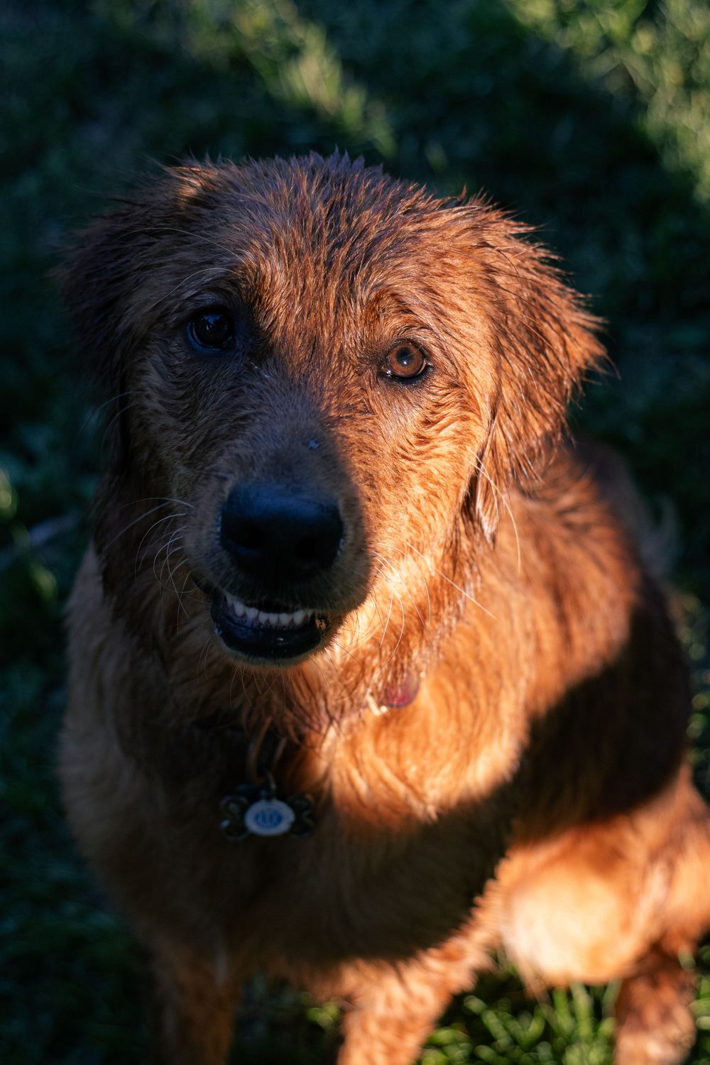 Pet portrait.