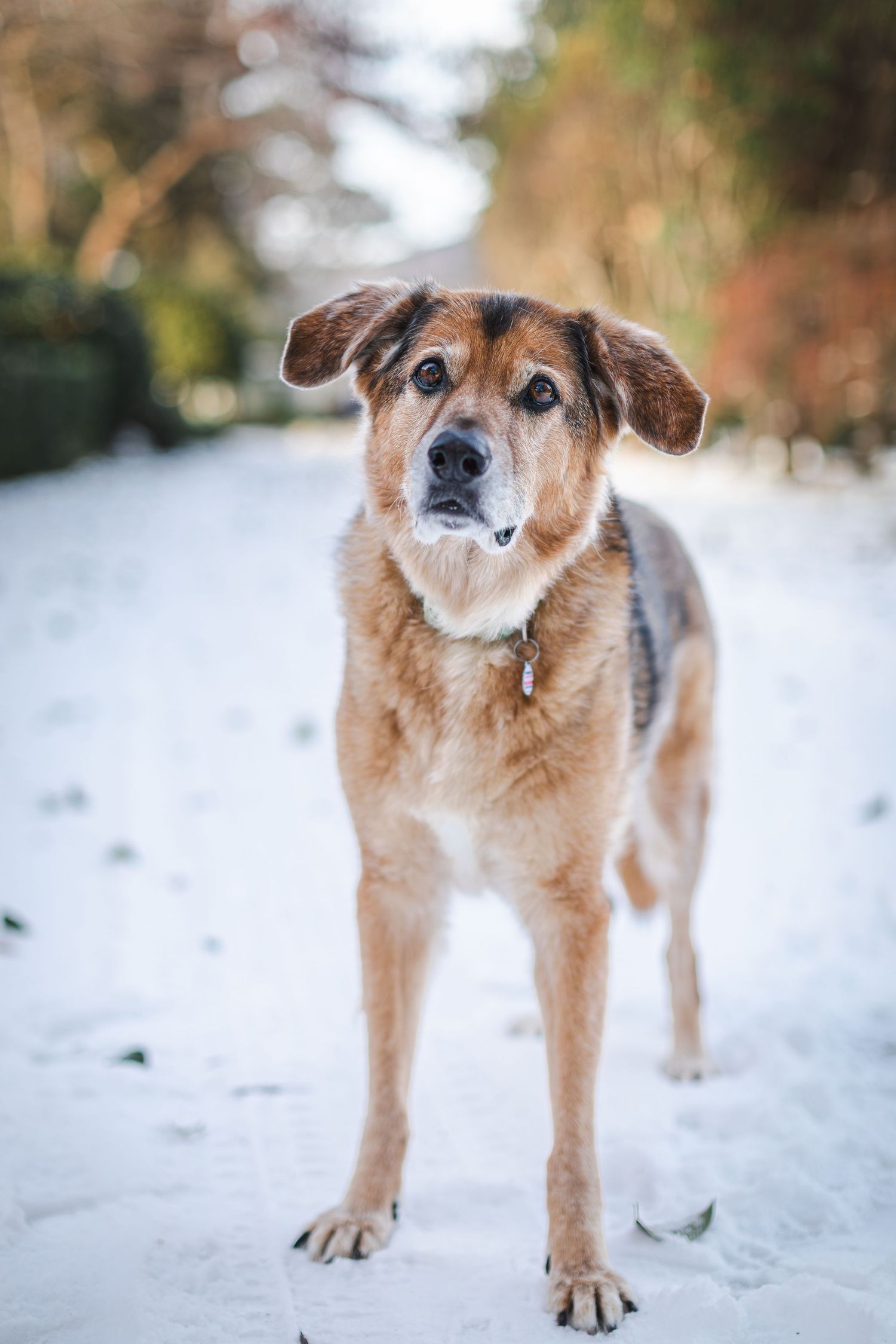 pet portraits Virginia Beach