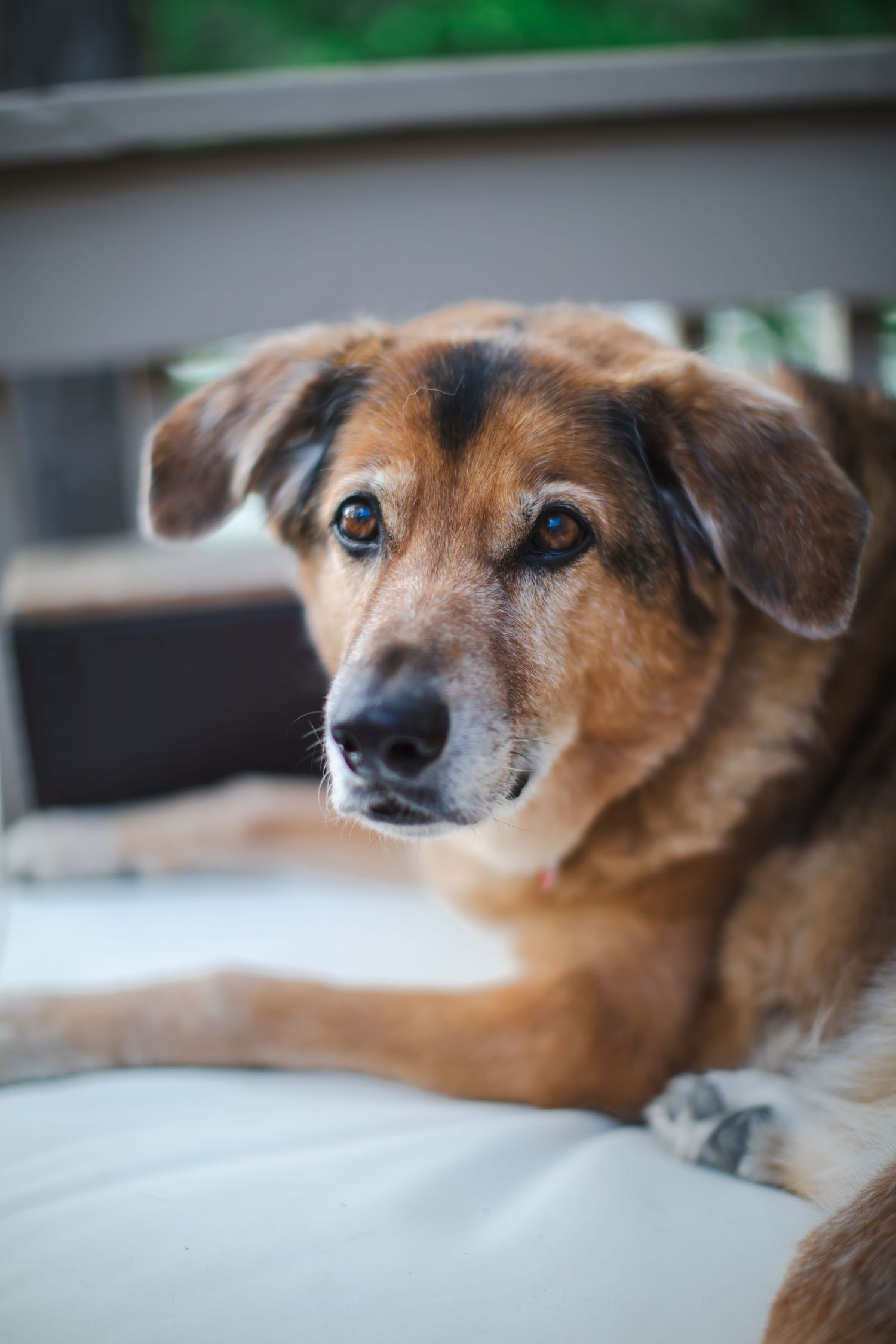 pet portraits Virginia Beach