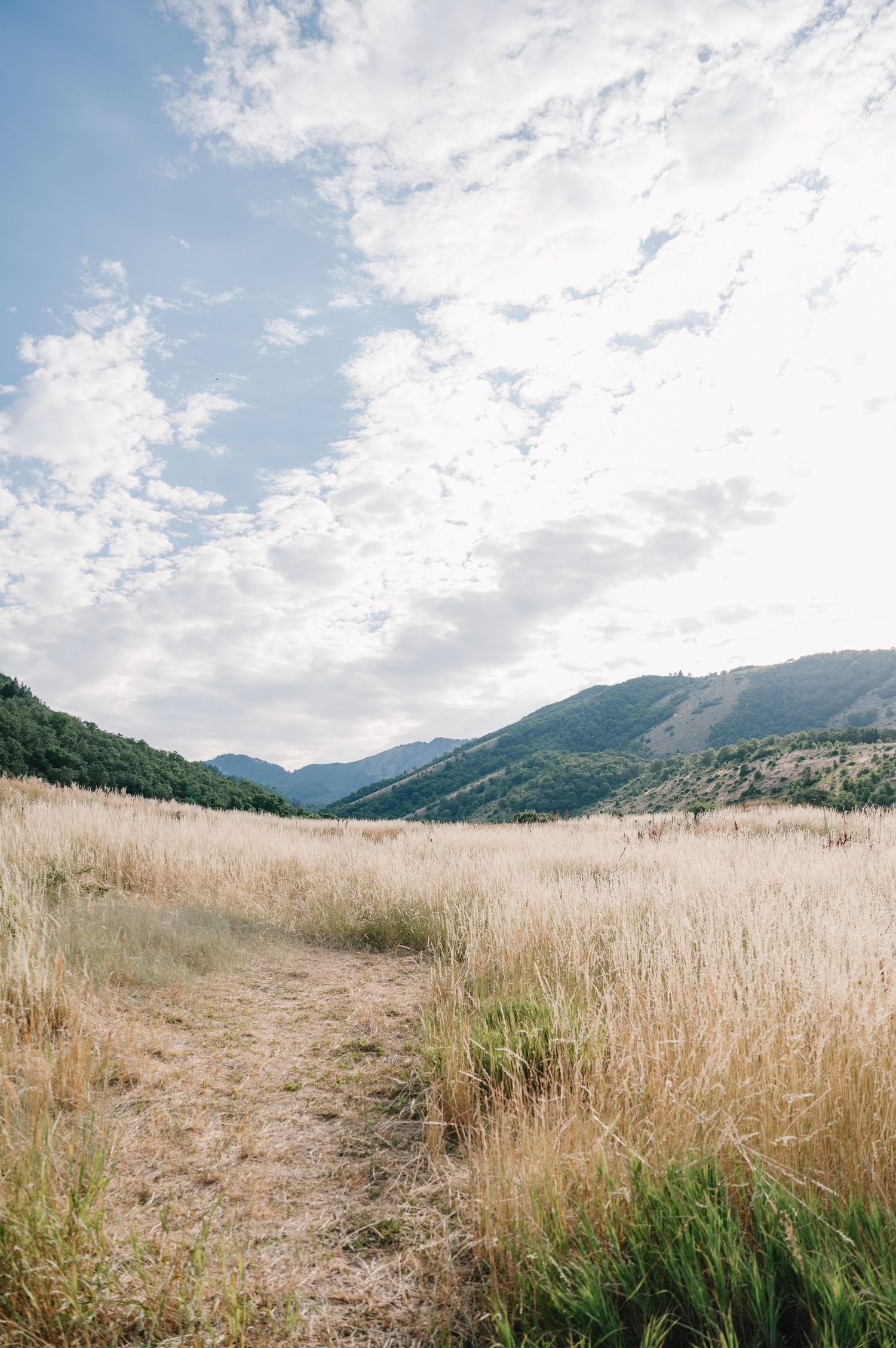 Rolling mountains stretch across the horizon beyond a sun-drenched meadow of tall, golden grass.