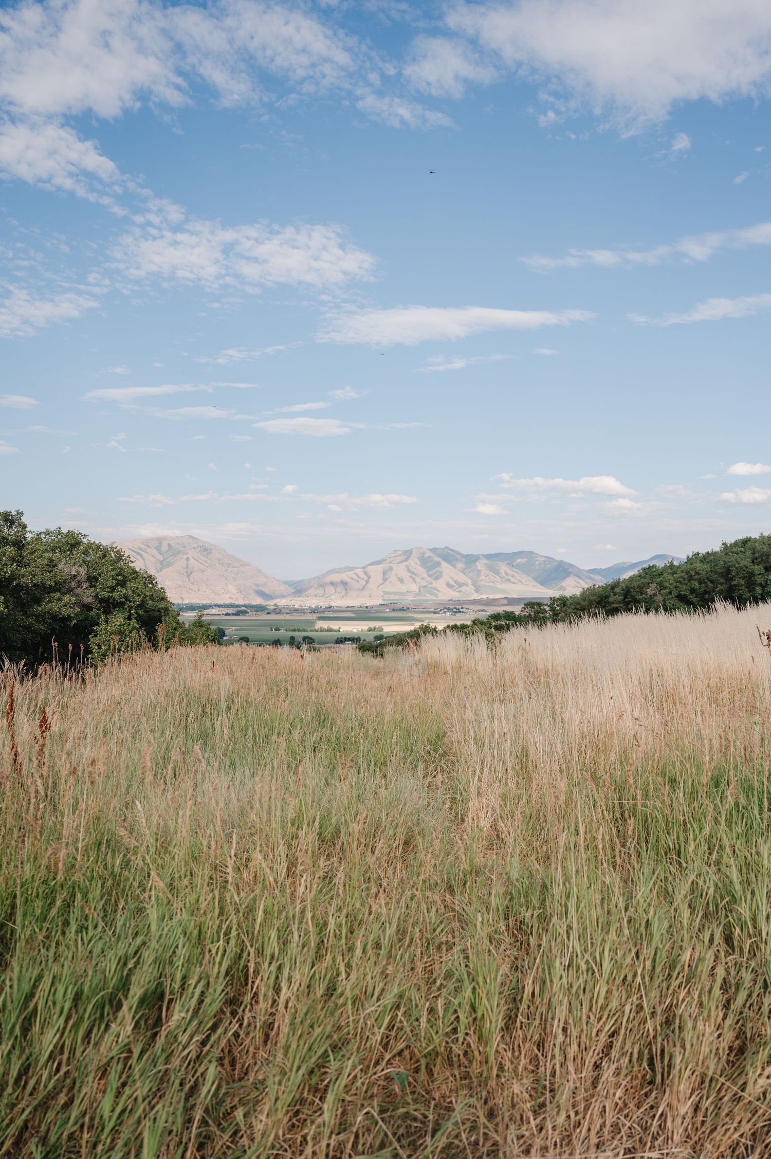 Panoramic view of a grassy field with mountains in the distance under a bright blue sky with wispy clouds.