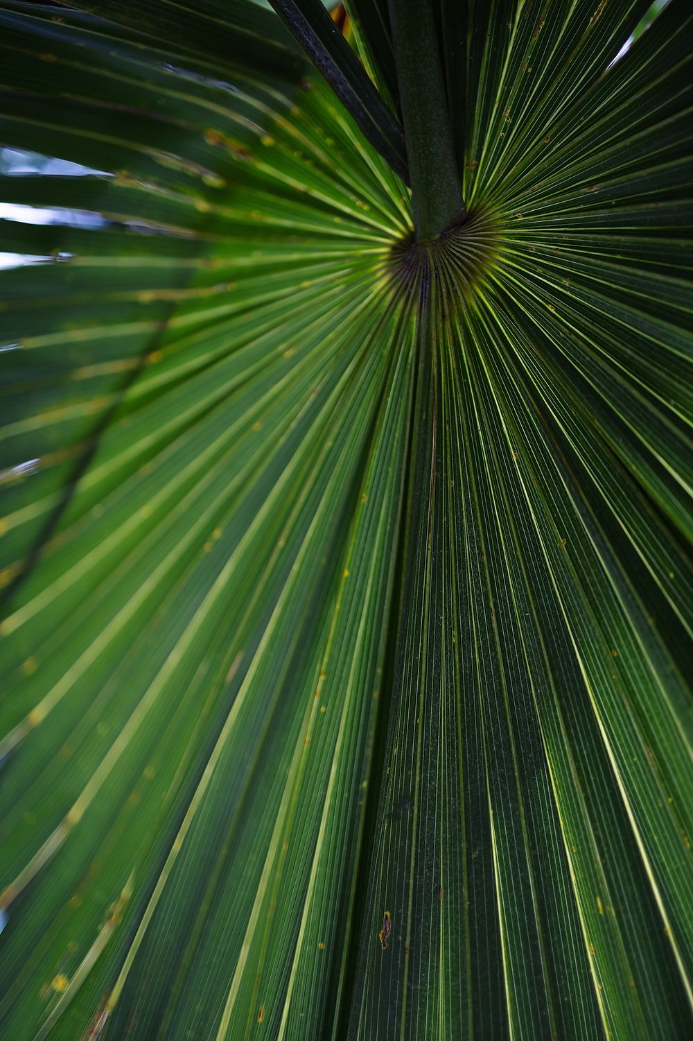 Close-up view of green palm fronds radiating outward in a symmetrical pattern.