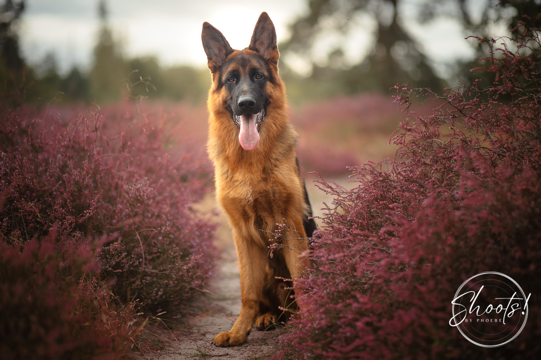 Duitse herder pup zittend tussen de heide.