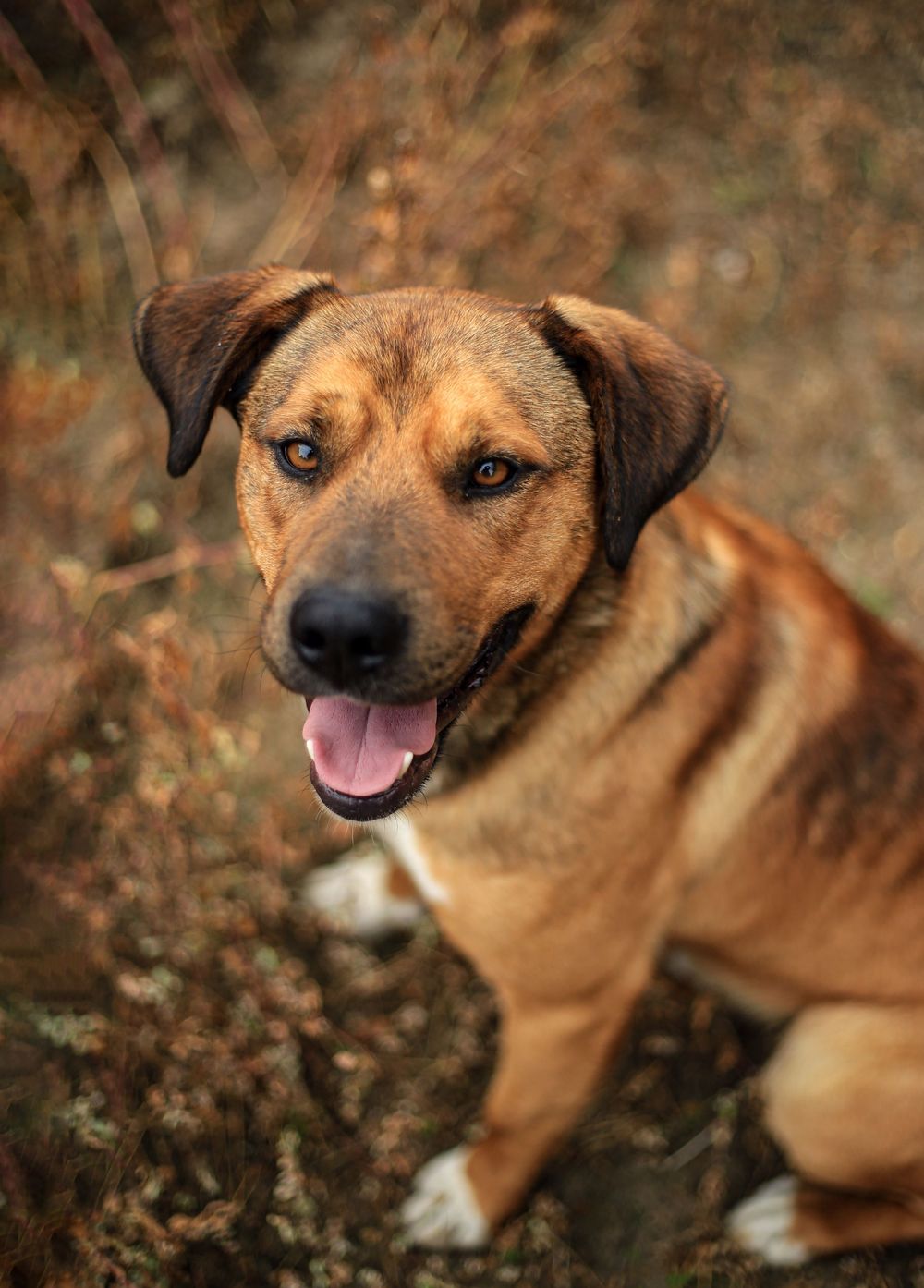 Barnsley, dog photography, dog photos, stray dog