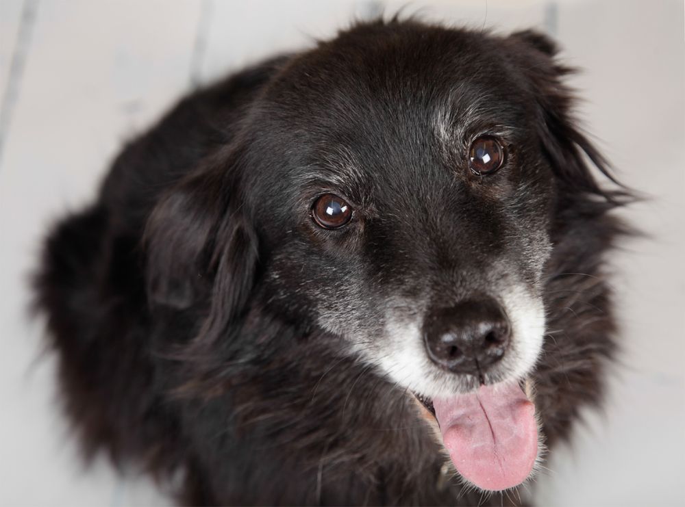 Barnsley, dog photography, dog photos, dog photographer