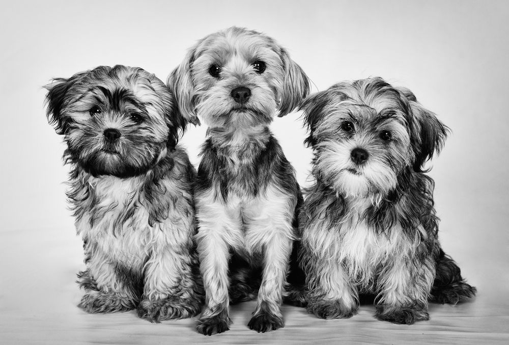 Barnsley, dog photography, dog photos