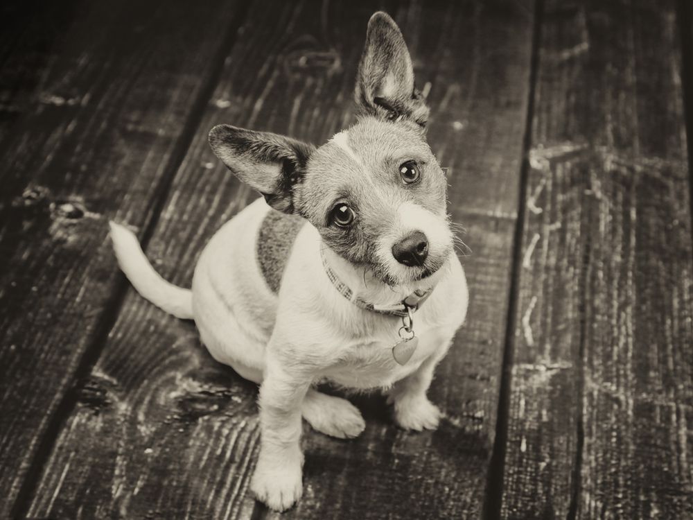 Barnsley, dog photography, dog photos, dog photographer