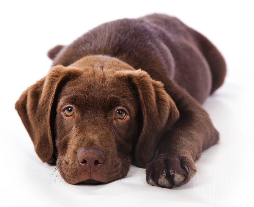 Barnsley, dog photography, dog photos, dog photographer, Labrador puppy