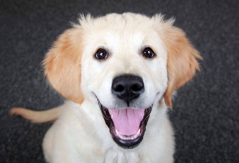 Barnsley, dog photography, dog photos, dog photographer, puppy