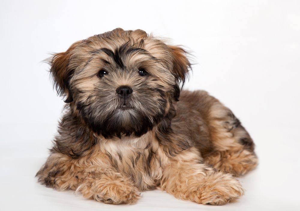 Barnsley, dog photography, dog photos, dog photographer