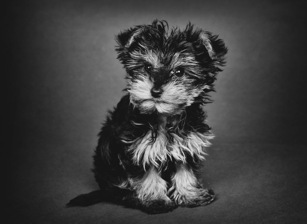 Barnsley, dog photography, dog photos, dog photographer