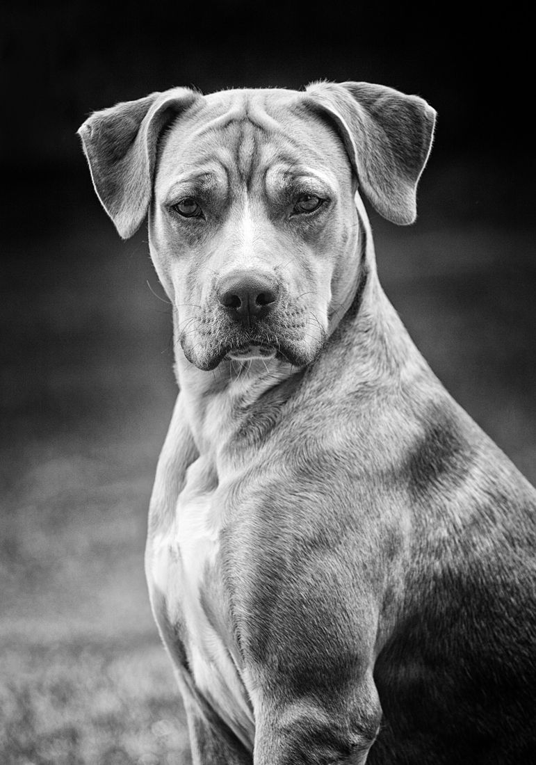 Barnsley, dog photography, dog photos