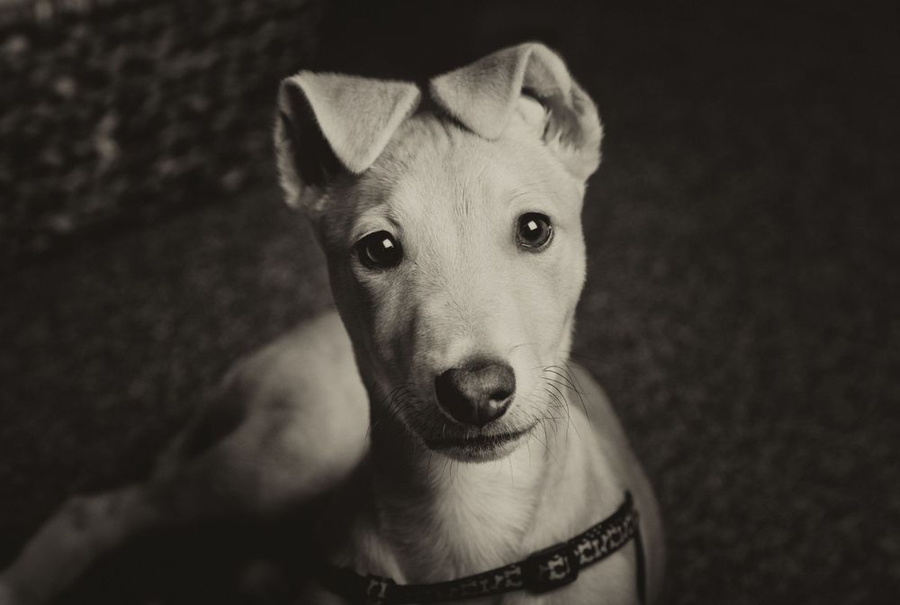 Barnsley, dog photography, dog photos, puppy