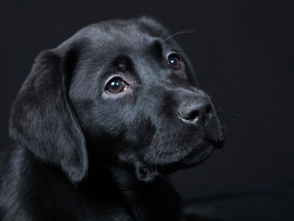 Barnsley, dog photography, dog photos, puppy