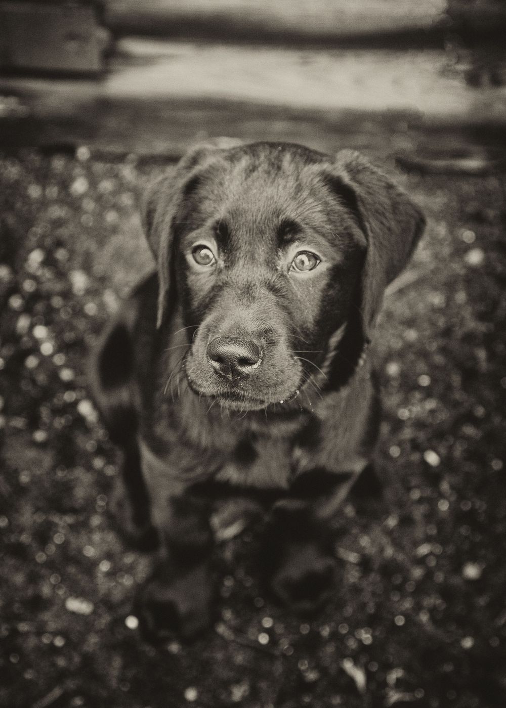 Barnsley, dog photography, dog photos, Labrador puppy