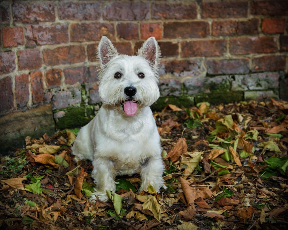 Barnsley, dog photography, dog photos,