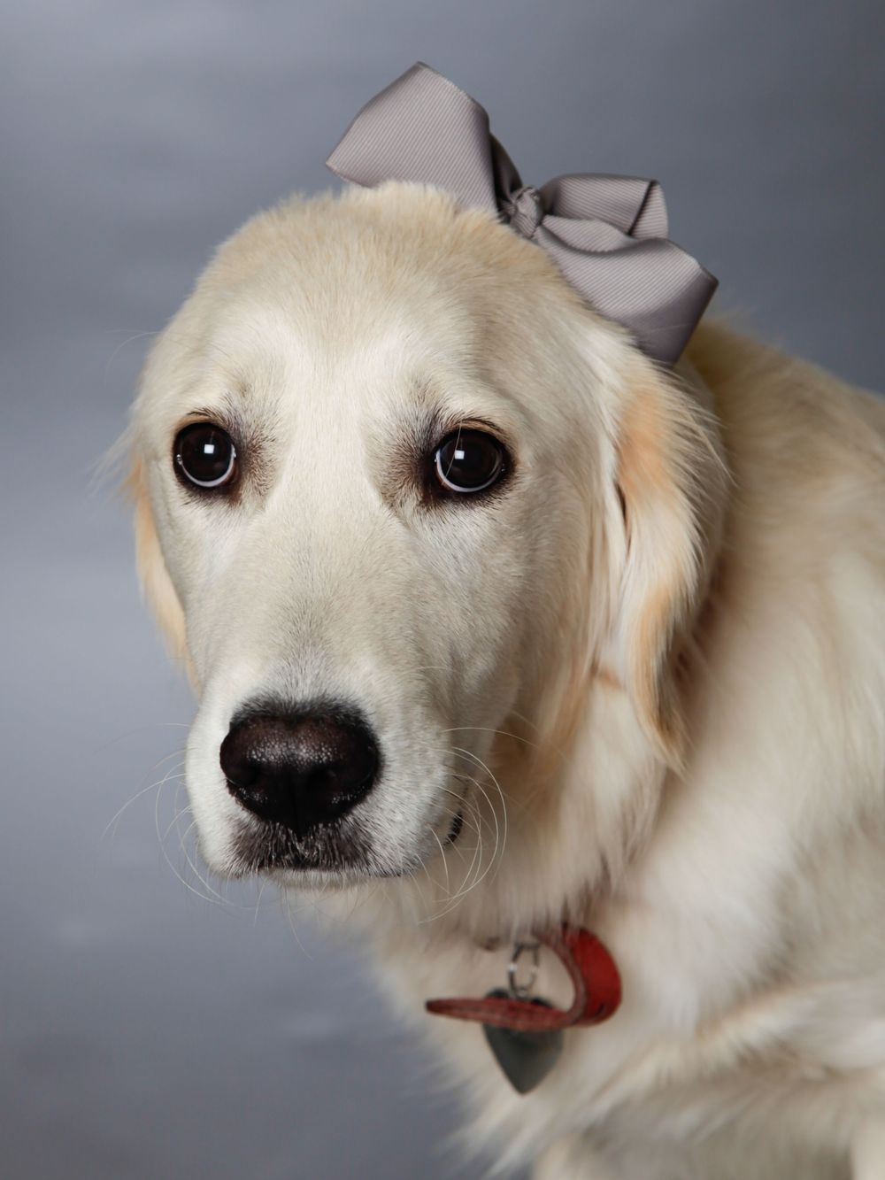 Barnsley, dog photography, dog photos,