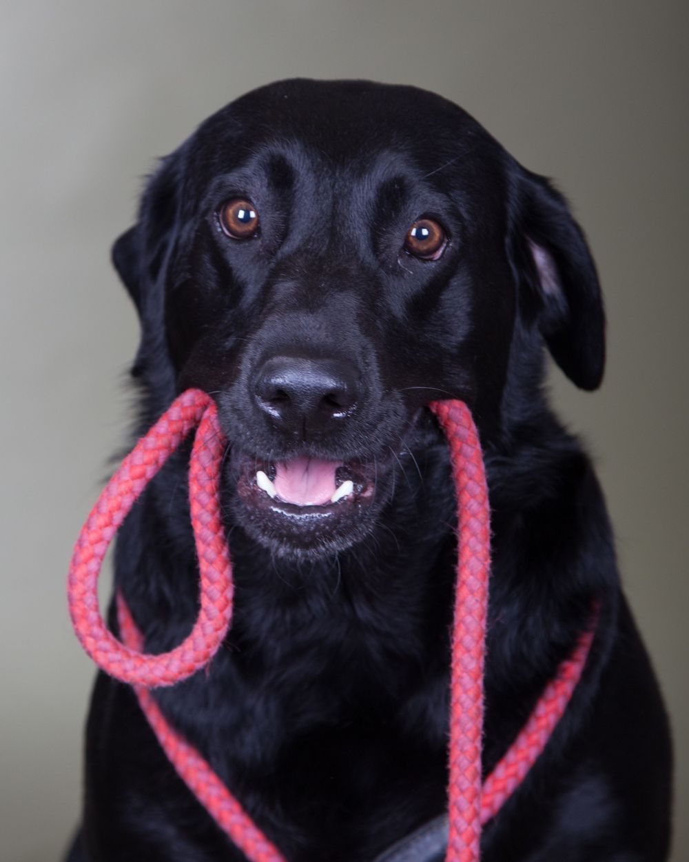 Barnsley, dog photography, dog photos,