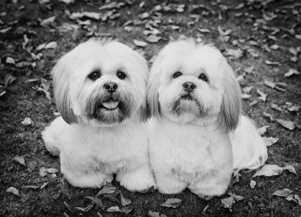 Barnsley, dog photography, dog photos,