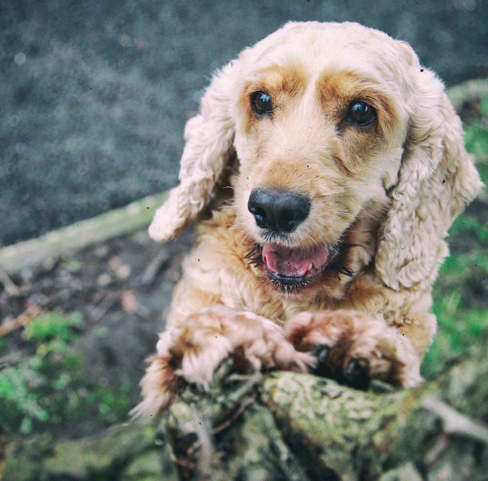 Barnsley, dog photography, dog photos,