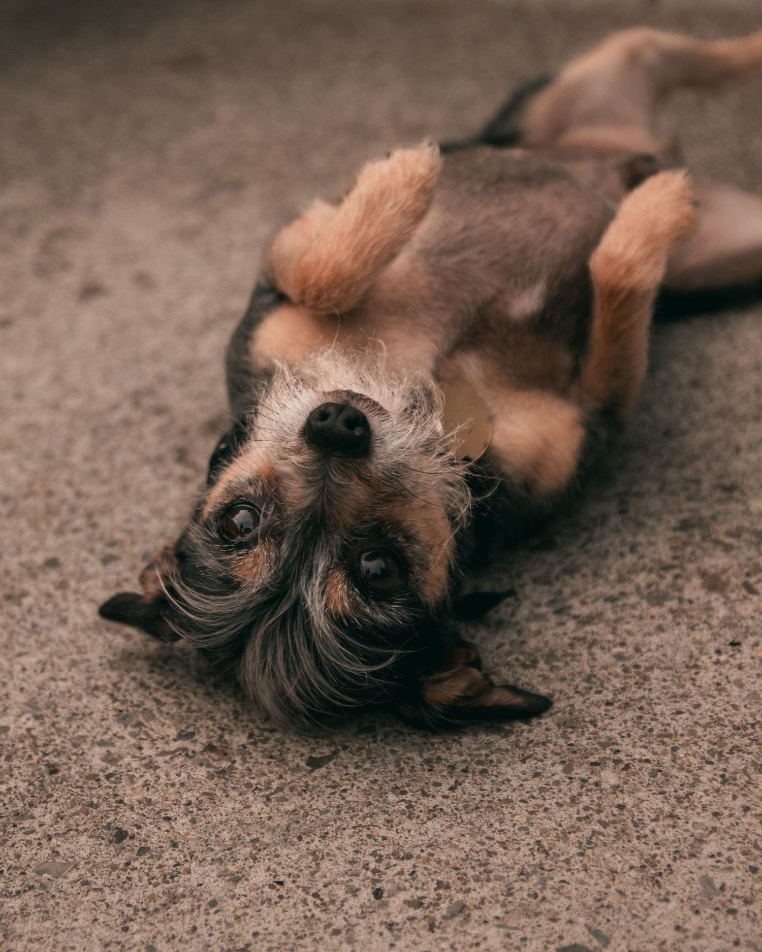A terrier dog lying upside down on concrete showing its shaggy brown fur.