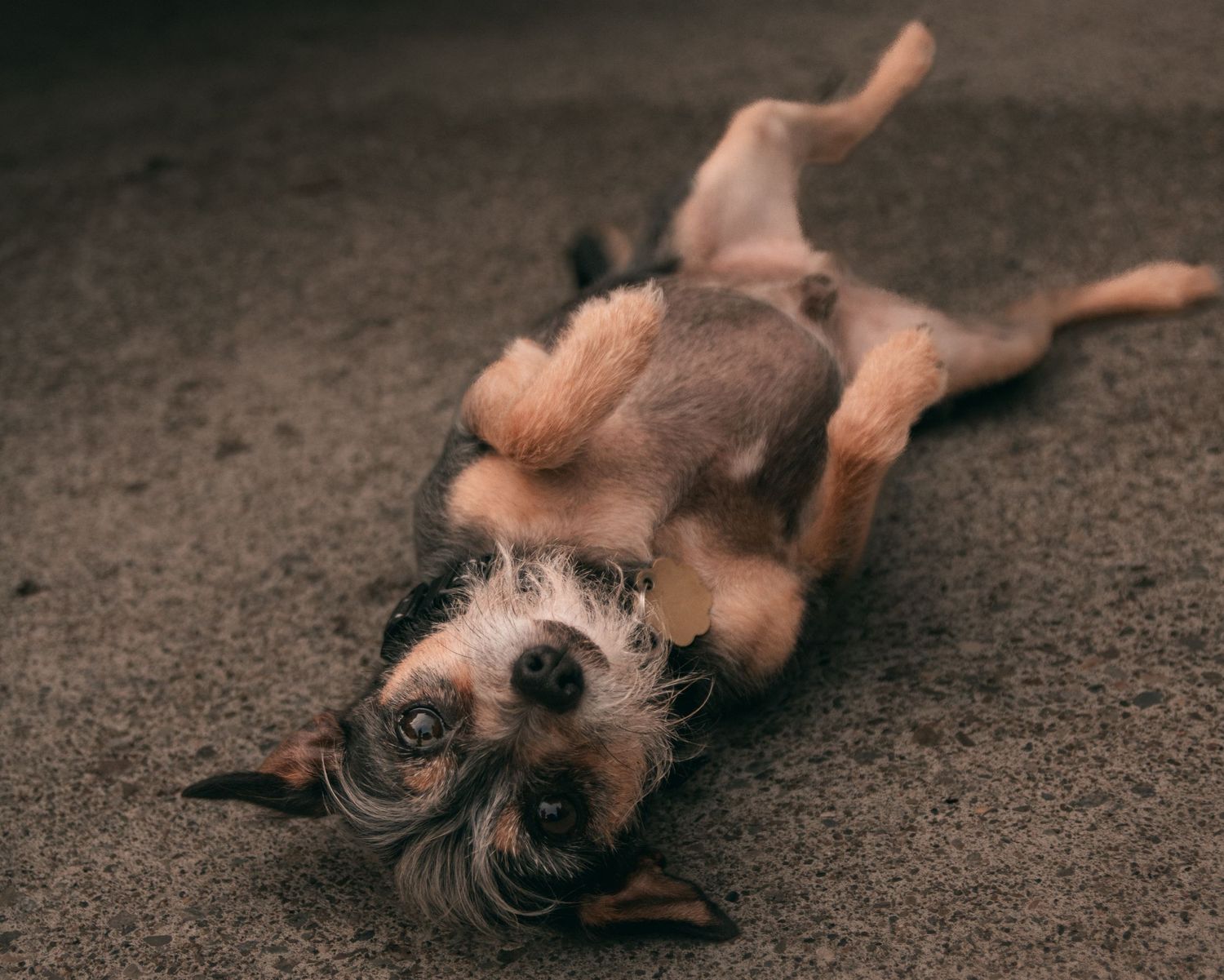 Small brown dog lying playfully on dark carpet showing happy expression.