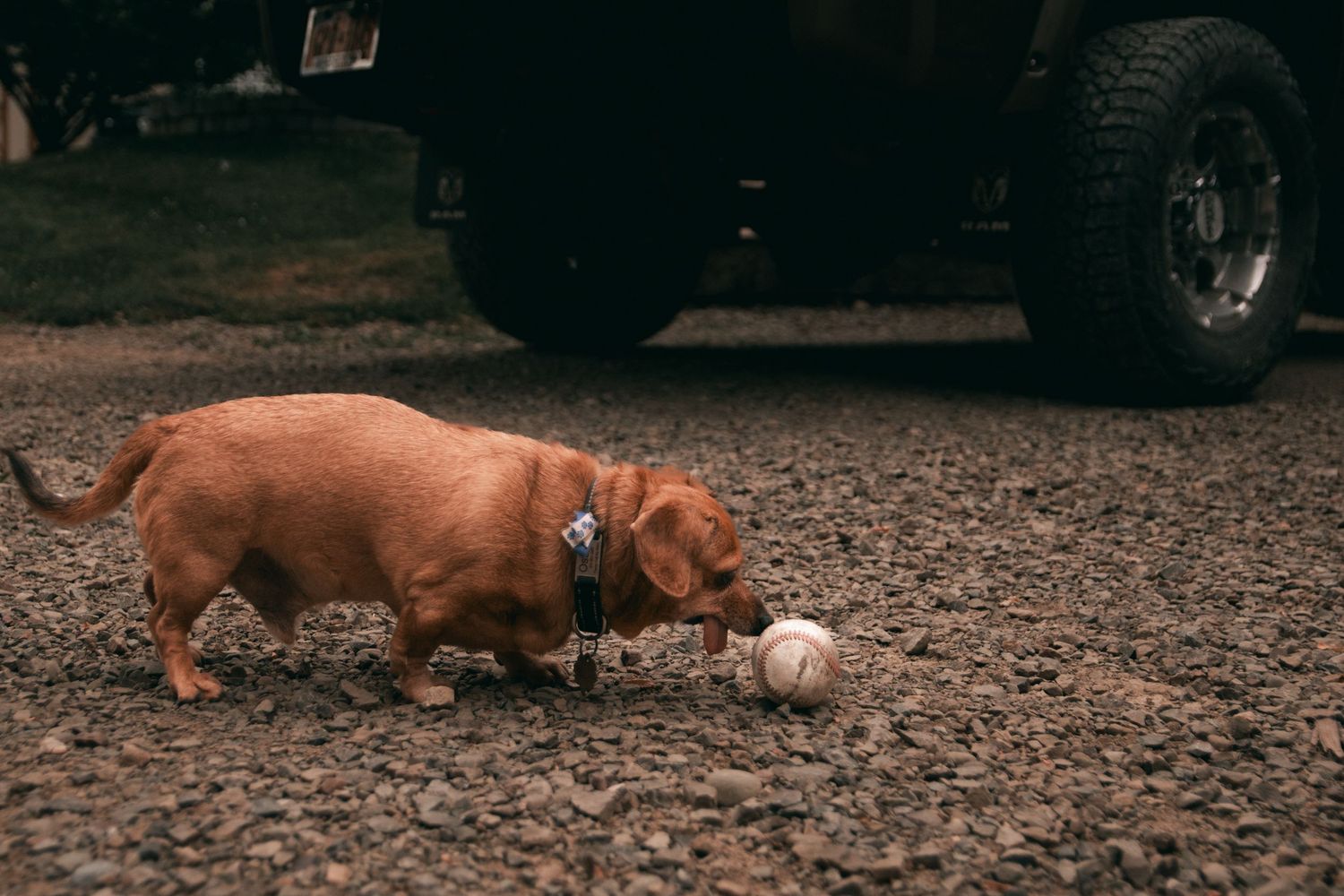 Brown dachshunds playing with ball on gravel ground outdoors.