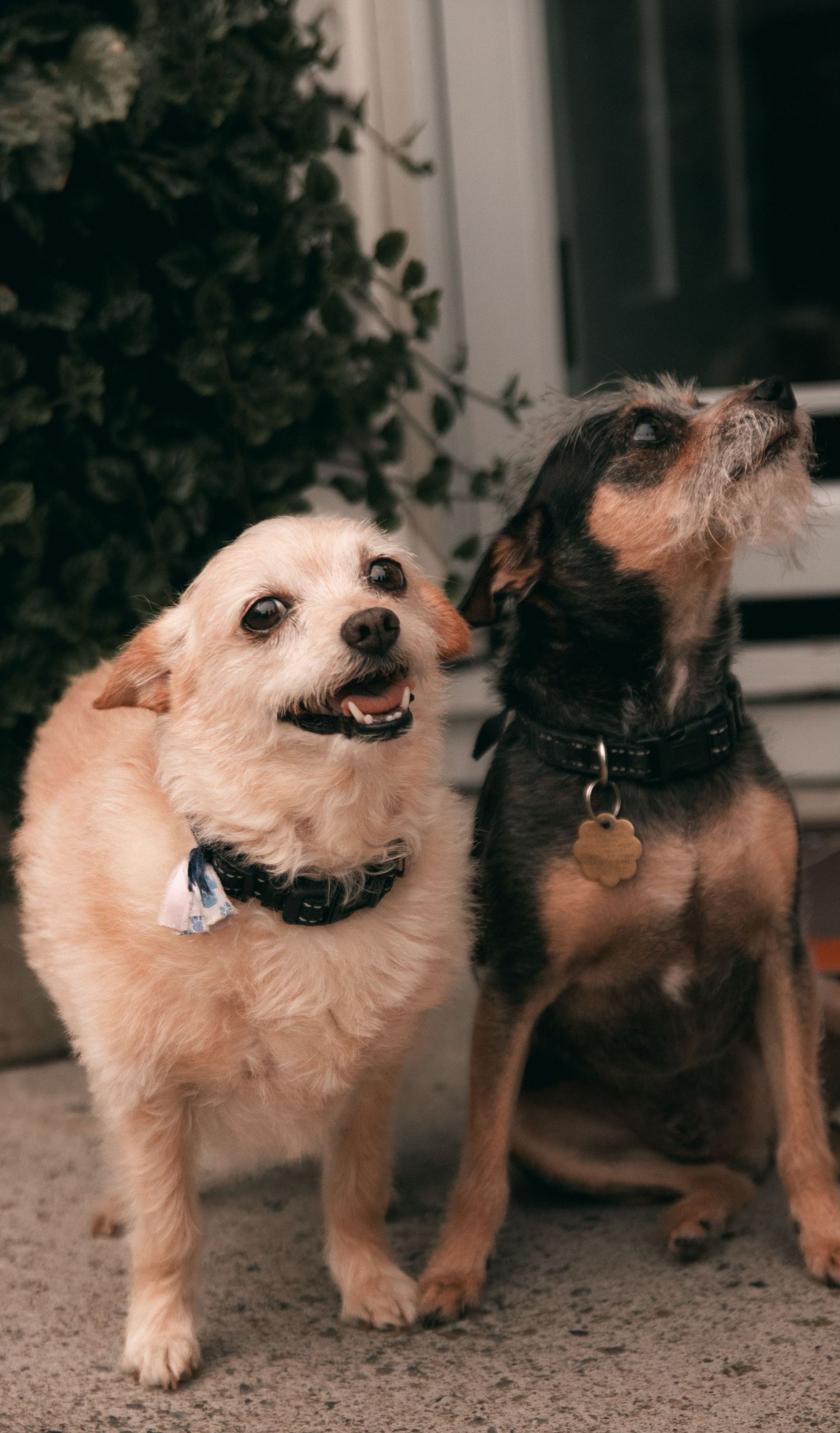 Group of small fluffy white and brown dogs standing together indoors.