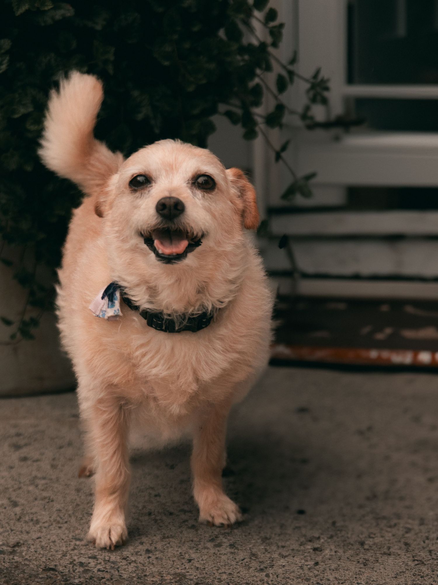Small white terrier dogs with happy expressions standing on concrete floor.